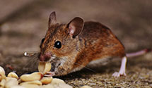 24 Hour & Emergency Exterminators in Jacksonville, OR
